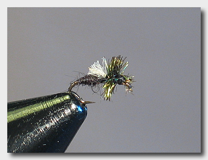 blackmidge (71K)