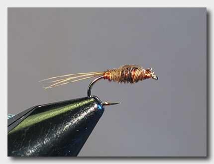 pheasanttailnymph (65K)