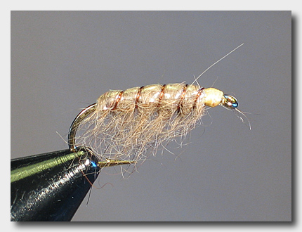 rabbitshrimp (74K)