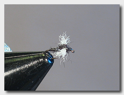 spentwingmidge (68K)
